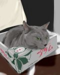  box cat in_box in_container murasaki_iro no_humans original photorealistic 