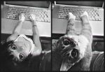  1girl cat computer from_above gloves ilya_kuvshinov laptop looking_at_viewer looking_up monochrome original personification solo tank_top 