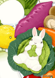  animal cabbage carrot commentary_request daikon eating food fruit lemon lilac_(p-f_easy) looking_at_viewer mushroom no_humans on_food orange_(fruit) original rabbit radish sweet_potato turnip 