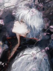  1boy black_shirt branch cherry_blossoms flower from_side gintama grey_hair hadanugi_dousa hair_between_eyes highres japanese_clothes kimono looking_up lushu_kuye male_focus messy_hair open_clothes parted_lips petals pink_flower popped_collar profile red_eyes sakata_gintoki shirt short_hair solo upper_body white_kimono 