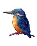  bird kingfisher no_humans original solo tsuda_nanafushi 