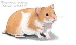  animal_focus bad_drawr_id bad_id black_eyes closed_mouth full_body hamster no_humans original simple_background sitting species_name whiskers white_background yoplait 