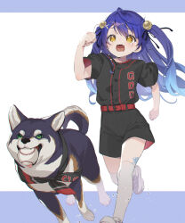  1girl ahoge amamiya_kokoro ball baseball_(object) baseball_jersey baseball_uniform bell belt black_ribbon black_shirt black_shorts blue_hair commentary_request dog double-parted_bangs full_body hair_bell hair_bobbles hair_ornament hair_ribbon highres jersey jingle_bell kuroi_shiba leg_tattoo long_hair natsuhiko nijisanji nijisanji_koshien over-kneehighs raised_inner_eyebrows red_belt ribbon running shirt shoes shorts simple_background sneakers sportswear tattoo tearing_up thigh-highs two_side_up virtual_youtuber white_shoes white_thighhighs x_hair_ornament yellow_eyes 