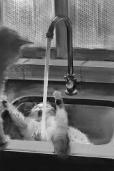  animal_focus cat english_commentary faucet greyscale highres indoors latin_commentary mixed-language_commentary monochrome no_humans open_mouth original pluvium_grandis sink water window 