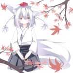  1girl animal_ears autumn_leaves daidai_ookami hat hat_ribbon inubashiri_momiji japanese_clothes kimono long_sleeves looking_at_viewer pink_eyes ribbon sash seiza silver_hair sitting solo tail tokin_hat touhou v_arms wide_sleeves wolf_ears wolf_tail 