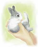  body_offscreen from_side hands holding_animal paws pet rabbit re:i realistic solo_focus 