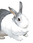 black_eyes no_humans paws pet rabbit re:i realistic solo whiskers white_background 