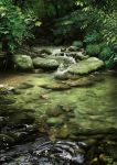  dated fish leaf matataku moss nature no_humans original scenery stepping_stones stream tree 
