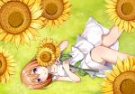  1girl blush brown_hair collarbone dress flower grass highres holding holding_flower lying on_back piyo_(p_i_y_o) short_hair smile solo sunflower takamiya_nasuno teekyuu violet_eyes white_dress 