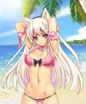  1girl :3 animal_ears arms_up beach bikini blush clouds cowboy_shot heart_tattoo long_hair looking_at_viewer navel ocean only_haruka palm_tree pink_bikini pink_eyes sky solo swimsuit tattoo tree very_long_hair white_hair 