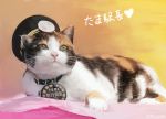  calico cat collar commentary dated hat heart lying original station_master_tama 