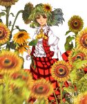  1girl ascot blurry collared_shirt dated depth_of_field flower frilled_collar frilled_shirt green_hair hair_flower hair_ornament highres holding holding_flower kazami_yuuka light_particles long_skirt long_sleeves looking_at_viewer open_clothes open_vest photoshop plaid plaid_skirt plaid_vest puffy_long_sleeves puffy_sleeves red_eyes shiny shiny_hair shirt short_hair simple_background skirt smile solo standing sunflower touhou unfinished vest white_background wind yayoi_(su_misheng) 