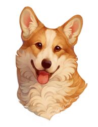  animal animal_ear_fluff animal_focus brown_eyes brown_fur cropped_head dog fluffy giulialibard highres looking_at_viewer no_humans open_mouth original realistic signature simple_background smile solo tongue tongue_out welsh_corgi white_background 