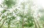  day forest highres nature no_humans pathos9 scenery sunlight tree 