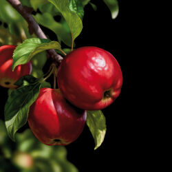  apple arcprints black_background blurry blurry_background branch commentary english_commentary food food_focus fruit highres krita_(medium) leaf no_humans original plant realistic simple_background 