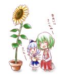  :d ^_^ blue_dress blue_hair blush bow chibi cirno closed_eyes dress flower flower_pot green_hair happy kazami_yuuka kuro_(pixiv60110) kuromame_(8gou) large_bow multiple_girls necktie open_mouth plant potted_plant rock short_hair simple_background sitting skirt skirt_set smile sunflower touhou translated vest watering_can white_background wings |_| 