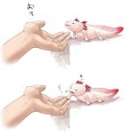  axolotl bad_id gills hands handshake nakashima_(middle_earth) nakasya newt pink_newt salamander 