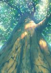  dappled_sunlight day fateline_alpha from_below highres leaf light_rays no_humans original plant sunlight tree tree_branch 