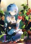  1girl blue_eyes blue_hair blurry blush breasts cleavage closed_mouth depth_of_field detached_sleeves dress eyes_visible_through_hair food frilled_sleeves frills fruit full_body hair_ornament hair_over_one_eye highres holding holding_fruit lu&quot; maid maid_headdress mary_janes medium_breasts pantyhose plant re:zero_kara_hajimeru_isekai_seikatsu rem_(re:zero) ribbon-trimmed_sleeves ribbon_trim shoes short_hair smile solo squatting tomato vines white_legwear wide_sleeves x_hair_ornament 