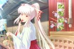  broom ema ex-keine ex_keine flower fujiwara_no_mokou highres horns japanese_clothes kamishirasawa_keine looking_back mafu miko mouth_hold ponytail red_eyes shrine touhou translated white_hair 