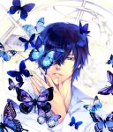  bian_(artist) blue_eyes blue_hair butterfly hibari_kyouya katekyou_hitman_reborn short_hair 
