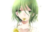  1girl bangs birthday collarbone empty_eyes eyebrows eyebrows_visible_through_hair eyelashes flower green_eyes gumi hachimitsu_honey hair_between_eyes highres looking_at_viewer messy_hair mouth_hold parted_lips petals portrait rose short_hair short_hair_with_long_locks simple_background sketch solo teeth vocaloid water water_drop wet white_background yellow_flower yellow_rose 