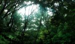  forest mogumo nature no_humans scenery tree 