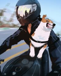  1girl biker_clothes bikesuit black_bodysuit black_gloves black_hair black_helmet bodysuit brown_eyes day dog gloves helmet highres highway jewelry long_hair looking_ahead motion_blur motor_vehicle motorcycle necklace original riding sam_yang solo teeth welsh_corgi 