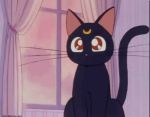  bishoujo_senshi_sailor_moon brown_eyes luna_(sailor_moon) neko tagme 