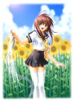  1girl brown_hair fang flower hose midriff na-ga school_uniform serafuku solo sunflower thigh-highs white_legwear yellow_eyes zettai_ryouiki 