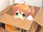  1girl ahoge animal_ears box cardboard_box cat_ears cat_tail for_adoption game_cg green_eyes in_box in_container mikan_(wanko) mikan_box mizuki_kotora orange_hair solo tail wanko_to_kurasou 
