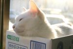  animal_ears box cardboard_box cat cat_ears in_box in_container lying no_humans photo sleepy whiskers white_cat window 
