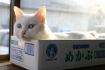  animal_ears blue_eyes box cardboard_box cat cat_ears desk in_box in_container lying no_humans photo table whiskers white_cat window 