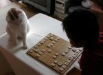  asian board_game cat photo shougi tagme 