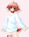  1girl animal_ears asymmetrical_clothes bare_shoulders blush bow_legwear child collar dog_ears dog_tail flat_chest hinata_(pure_pure) long_sleeves lowres no_bra no_pants off_shoulder official_art oversized_clothes pink_eyes pink_hair pink_legwear pure_pure sakurazawa_izumi short_hair sleeves_past_wrists solo standing striped striped_background sweater tail thigh-highs zettai_ryouiki 