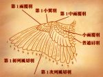  00s aaru_sentou_shuudan anatomy diagram haibane_renmei monochrome no_humans orange_(color) translation_request wings 