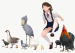  1girl animal animal_request bird black_panties blue_eyes brown_hair chicken commentary duck go_robots kneehighs loafers long_hair odd_one_out panties pigeon rooster school_uniform shoes side_ponytail simple_background skirt suspender_skirt suspenders underwear upskirt white_background 