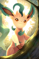  animal_focus brown_eyes brown_fur brown_sclera closed_mouth colored_sclera commentary_request green_fur highres leaf leafeon looking_at_viewer no_humans outdoors pokemon pokemon_(creature) pokemon_focus rumine_(yoshi1234567) smile tree yellow_fur 