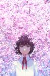  1girl blue_eyes brown_hair cherry_blossoms closed_mouth collared_shirt day expressionless hiko_(scape) looking_at_viewer necktie original red_ribbon ribbon shirt short_hair solo tree upper_body white_shirt 