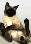  as109 cat cat_focus highres no_humans original realistic siamese_cat simple_background solo testicles whiskers 