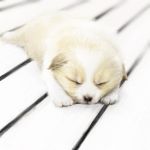  animal closed_eyes dog lowres lying montan on_stomach puppy realistic sleeping 