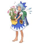  &gt;:) 1girl backpack bag barefoot blue_bow blue_dress blue_eyes blue_hair bow cirno dress flower flower_pot flying_sweatdrops hair_bow hidden_star_in_four_seasons holding ice ice_wings iwamoto_james leaf plant pointy_ears short_hair simple_background solo sunflower tan touhou vines white_background wings 