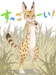  1girl animal animalization bow bowtie brown_eyes commentary_request fangs full_body grass highres kemono_friends natsume_(kan_natsu) open_mouth serval serval_(kemono_friends) serval_print solo standing striped_tail translated whiskers white_background 