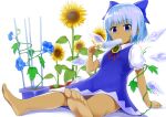  1girl arm_support bangs barefoot blue_bow blue_dress blue_eyes blue_flower blue_hair bow cirno collared_shirt commentary_request dress eating expressionless eyebrows_visible_through_hair fairy_wings flower food food_in_mouth foreshortening hair_bow hand_up hidden_star_in_four_seasons holding holding_food ice ice_wings looking_at_viewer melting mocchi neck_ribbon pinafore_dress plant popsicle potted_plant puffy_short_sleeves puffy_sleeves red_ribbon ribbon shadow shiny shiny_hair shirt short_hair short_sleeves simple_background sitting solo sunflower tan tanline tanned_cirno toes touhou vines white_background white_shirt wing_collar wings 