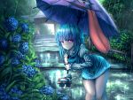  1girl bending_forward bent_over blue_eyes blue_hair blush eyebrows_visible_through_hair flower heterochromia highres holding holding_umbrella hydrangea looking_at_viewer plant rain red_eyes sandals short_hair smile solo t.m_(aqua6233) tatara_kogasa tongue touhou umbrella 