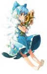  1girl barefoot blue_bow blue_dress blue_eyes blue_hair blush bow cirno dress eyebrows_visible_through_hair feet flower full_body hair_bow holding holding_flower ice ice_wings pointy_ears shinoba short_hair simple_background soles solo sunflower toes touhou white_background wings 