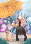  1girl animal_ears blue_hair braid brown_eyes cat cat_ears cat_tail flower heterochromia highres hydrangea long_hair mao_(alepricos) original pantyhose rain solo tail twin_braids umbrella violet_eyes 