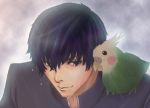  bird bird_on_shoulder black_hair blue_eyes cockatiel gakuran inko male pet rain school_uniform takasu_ryuuji toradora! wet 