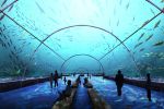  animal aquarium arch artist_request bench extra fish hallway original people scenery underwater vanishing_point 