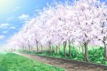  blue_sky cherry_blossoms clouds commentary_request day grass highres hirota_(masasiv3) no_humans outdoors road scenery sky tree 